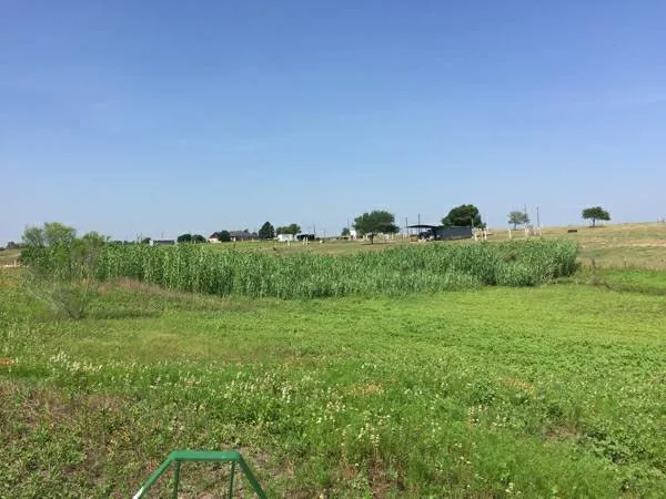 Affordable landscaping services in Bastrop, TX by Panacea Texas