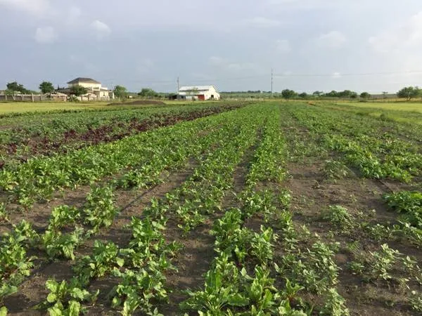 Expert landscaping services with custom design across Bastrop, TX - Panacea Texas