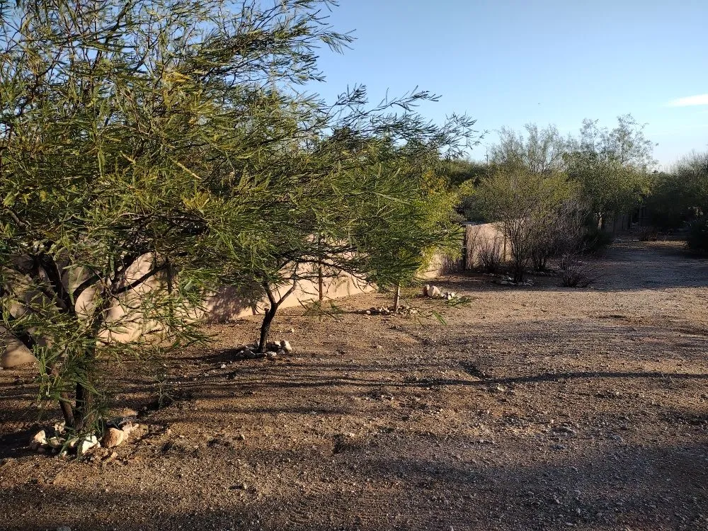 Affordable yard cleanup service experts serving Tucson, AZ - Panama Lou's Tucsonan Landscaping