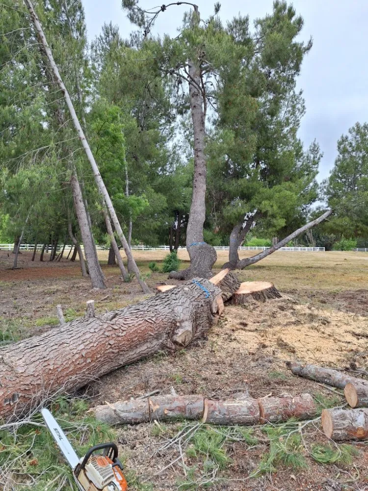 Trusted landscaping services experts serving Fallbrook, CA - Panchito's Tree Services