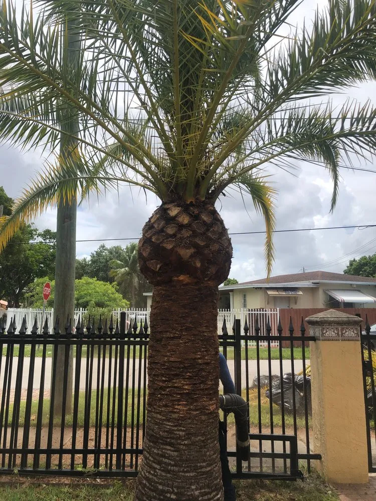 Local landscape installation in Miami, FL by Pancho El Nica