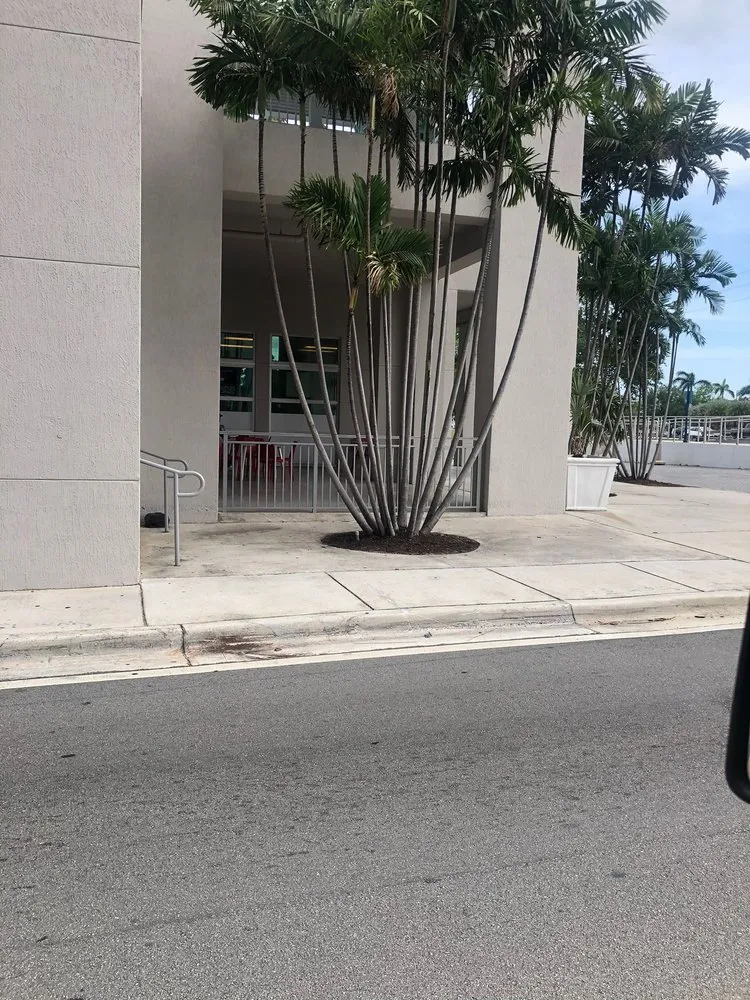 Professional landscape installation in Miami, FL by Pancho El Nica