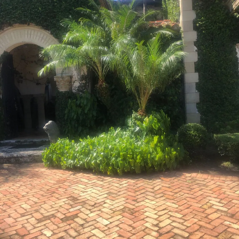 Top-rated yard cleanup service in Miami, FL by Pancho El Nica