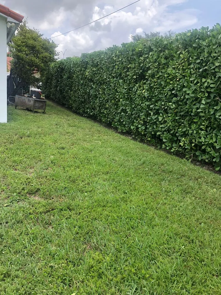 Custom lawn care service for residential properties in Miami, FL by Pancho El Nica