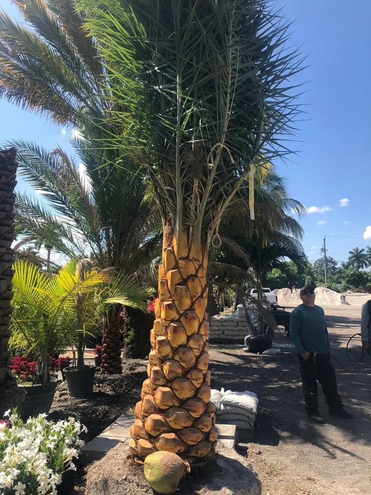 Trusted landscaping services experts serving Miami, FL - Pancho El Nica