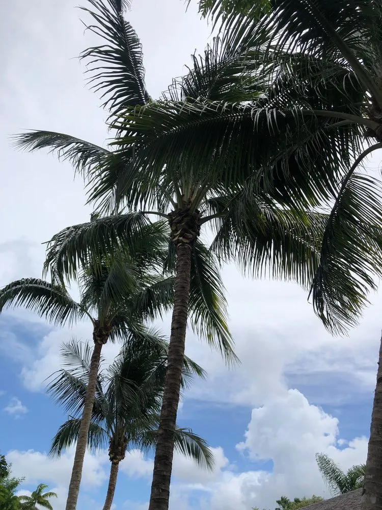 Trusted yard cleanup service in Miami, FL by Pancho El Nica