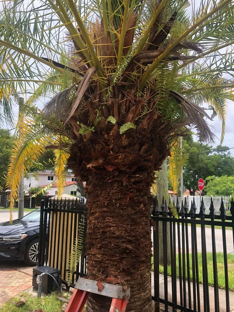 Professional landscaping services experts serving Miami, FL - Pancho El Nica