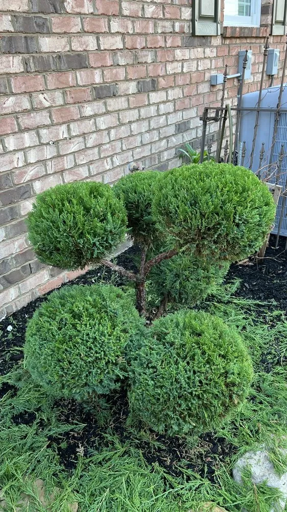 Top-rated lawn mowing service with custom design in Shelbyville, TN by Pancho’S lawn care