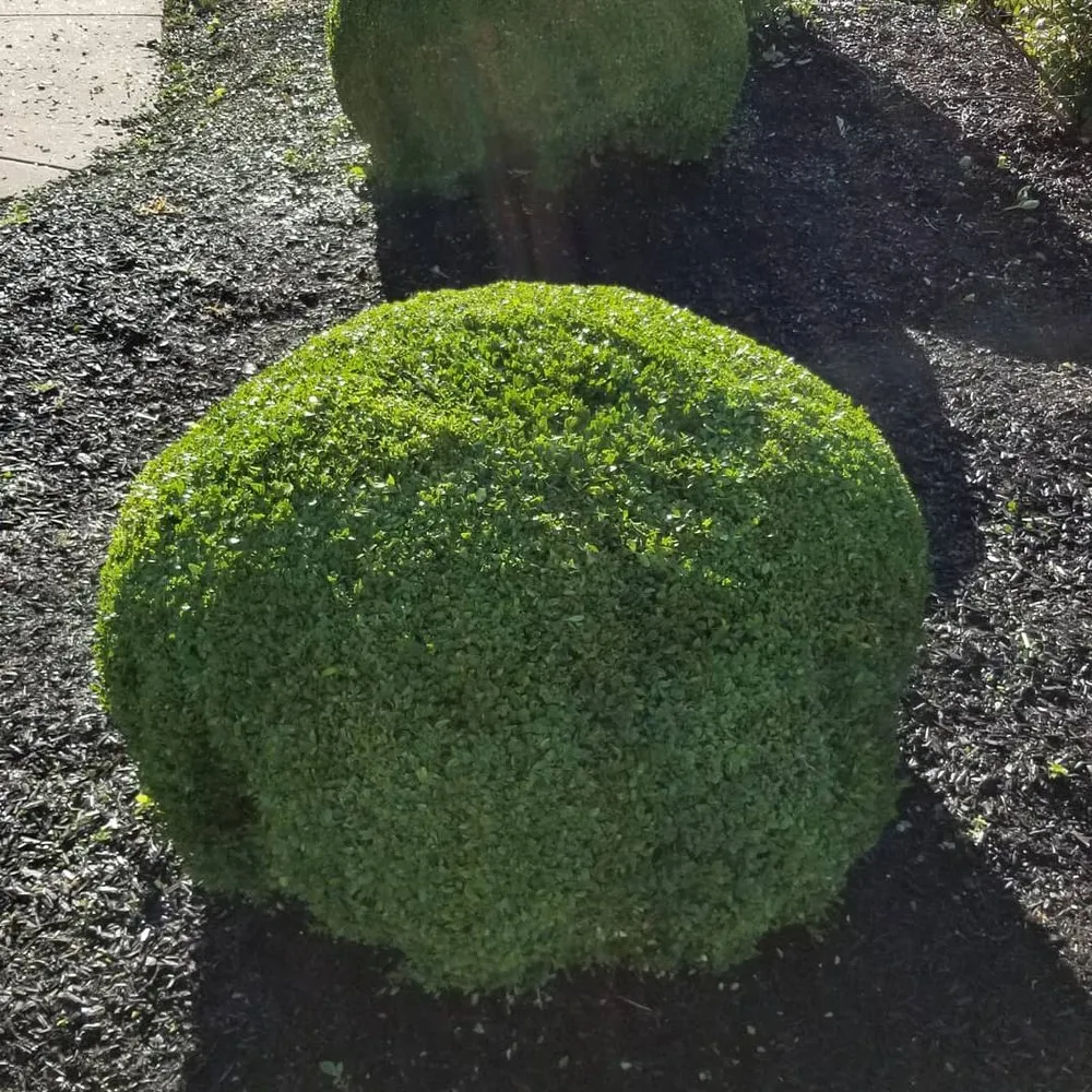 Trusted landscape design in Hamilton Township, NJ by Pandalawncare