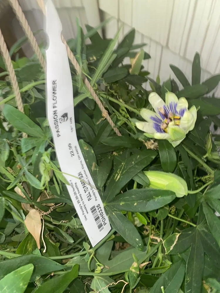 Affordable lawn care service experts serving Elyria, OH - Pandy's Garden Center