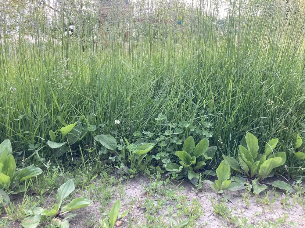 Trusted landscape installation in Charles Town, WV by Panhandle Property Services