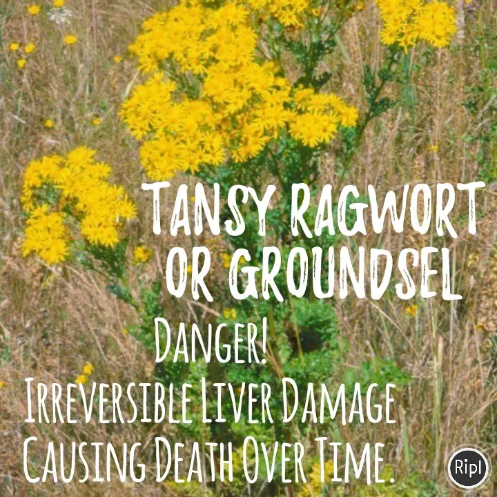 Reliable garden landscaping for residential properties in Athol, ID by Panhandle Spray Service