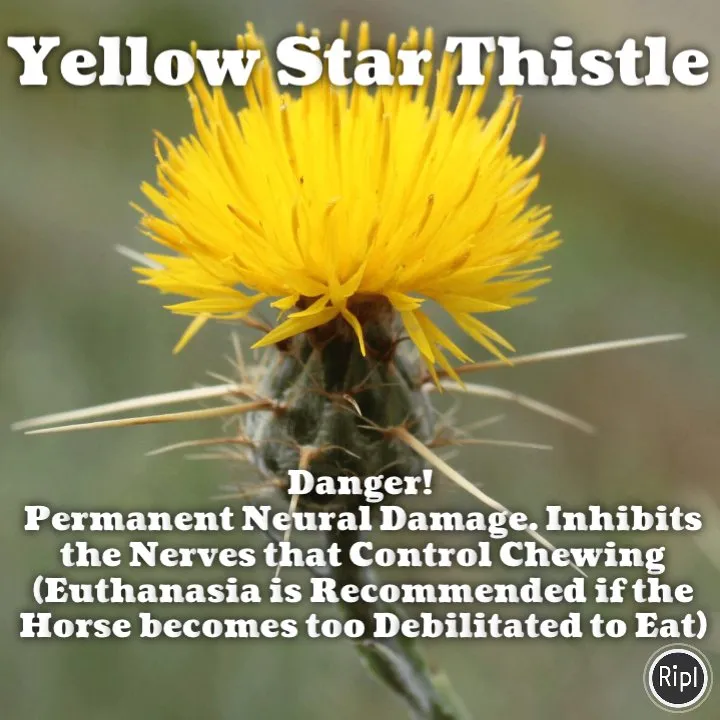 Top-rated lawn mowing service in Athol, ID by Panhandle Spray Service