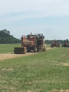 Local lawn mowing service in Elberta, AL - Panhandle Turf