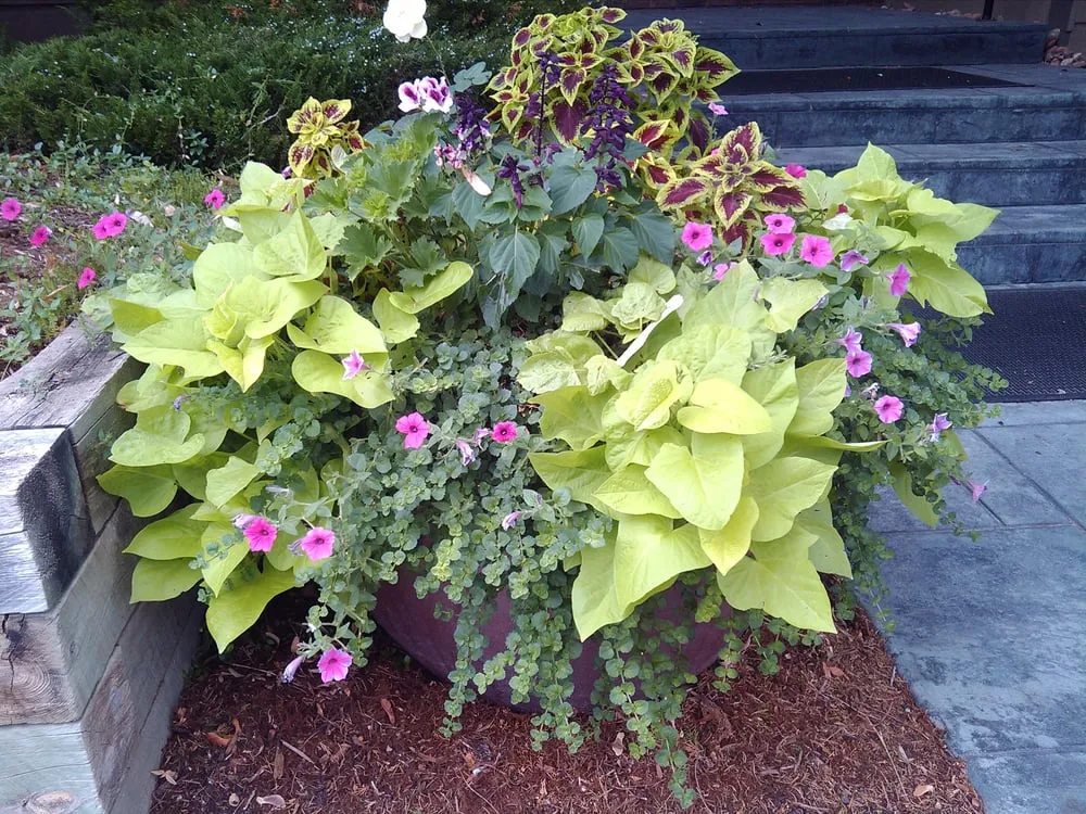 Top-rated landscape design near you in Longmont, CO by Panorama Coordinated Services