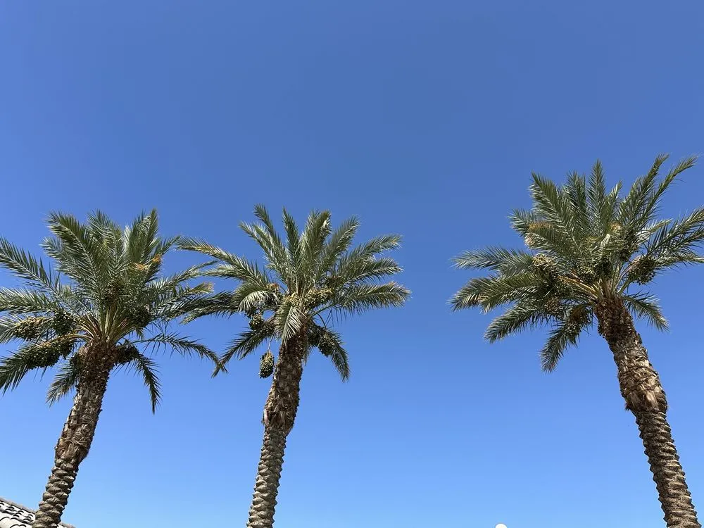 Trusted landscaping services with custom design across Indio, CA - Panorama Landscaping