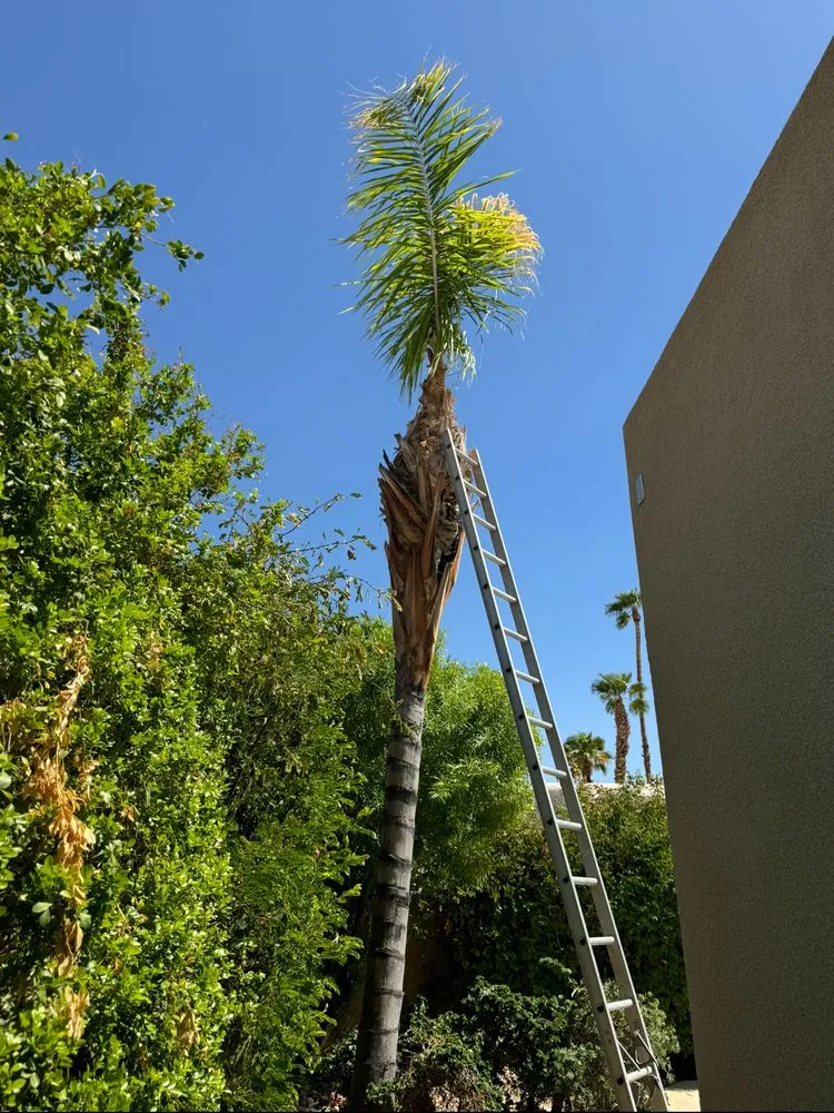 Professional lawn mowing service for homes across Indio, CA - Panorama Landscaping