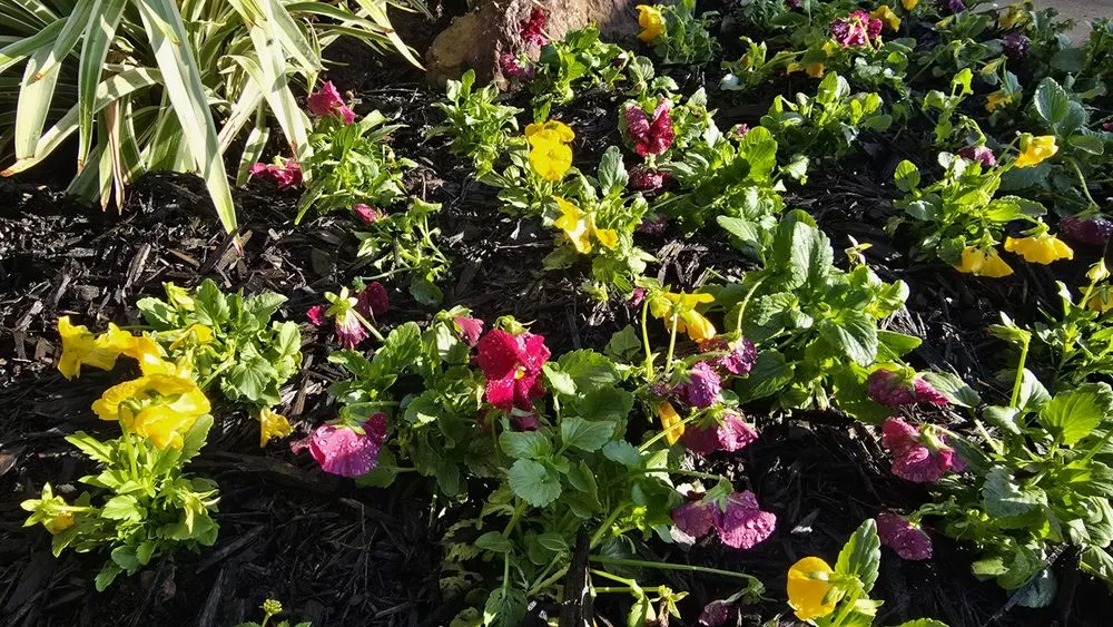 Affordable outdoor landscaping in Dallas, TX by Panoramic Landscape Solutions