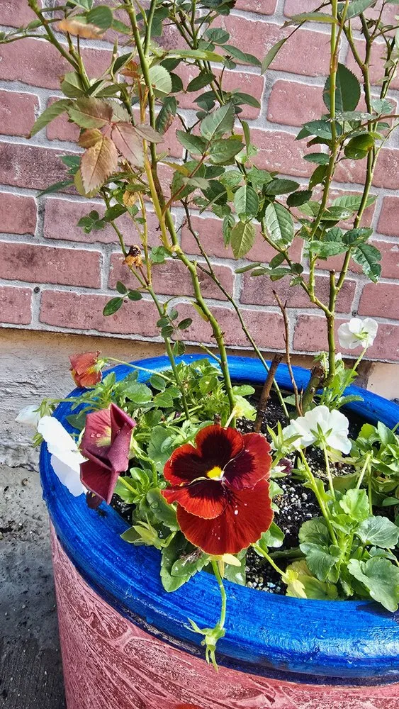 Local landscape installation experts serving Dallas, TX - Panoramic Landscape Solutions