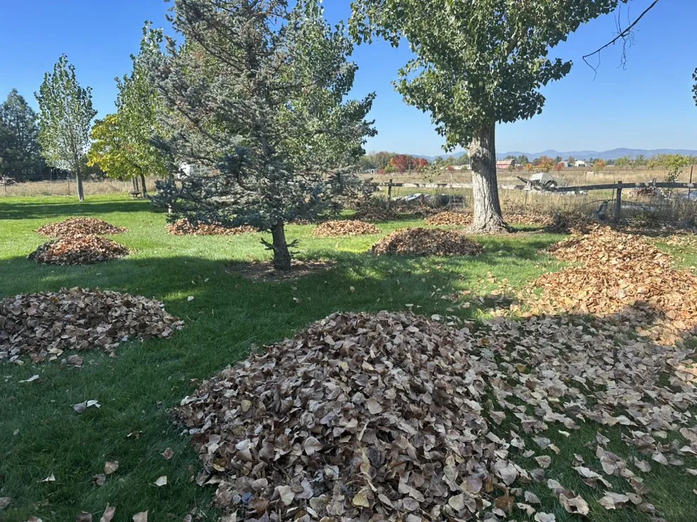 Reliable yard maintenance near you across Eagle Point, OR - Pantherlife