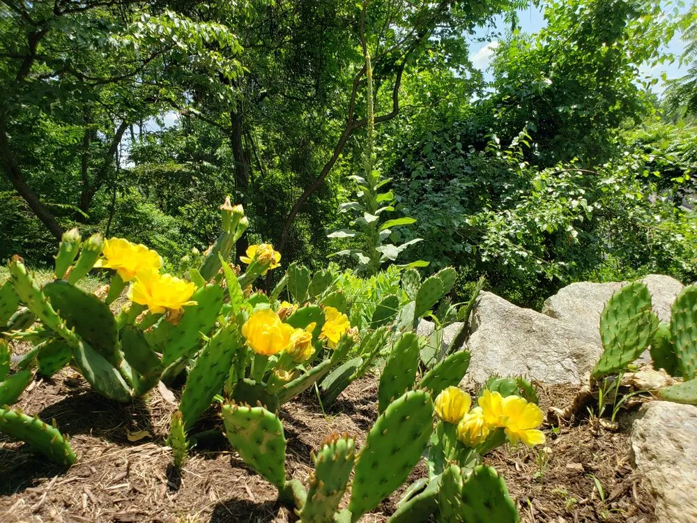 Reliable lawn care service experts serving West Chester, PA - Papa Fresh Landscape