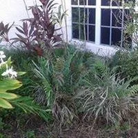 Local landscape design in Brandon, FL by Papa Greens Lawn Care