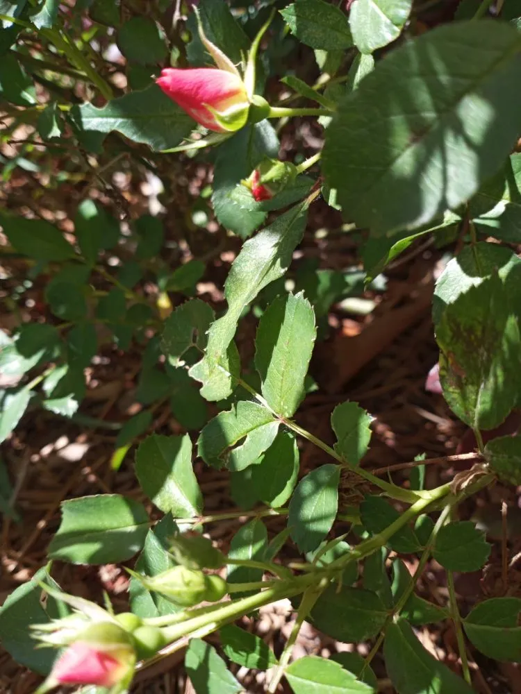 Top-rated lawn care service in New Orleans, LA - Papa J's Recovery Lawn Care & Services