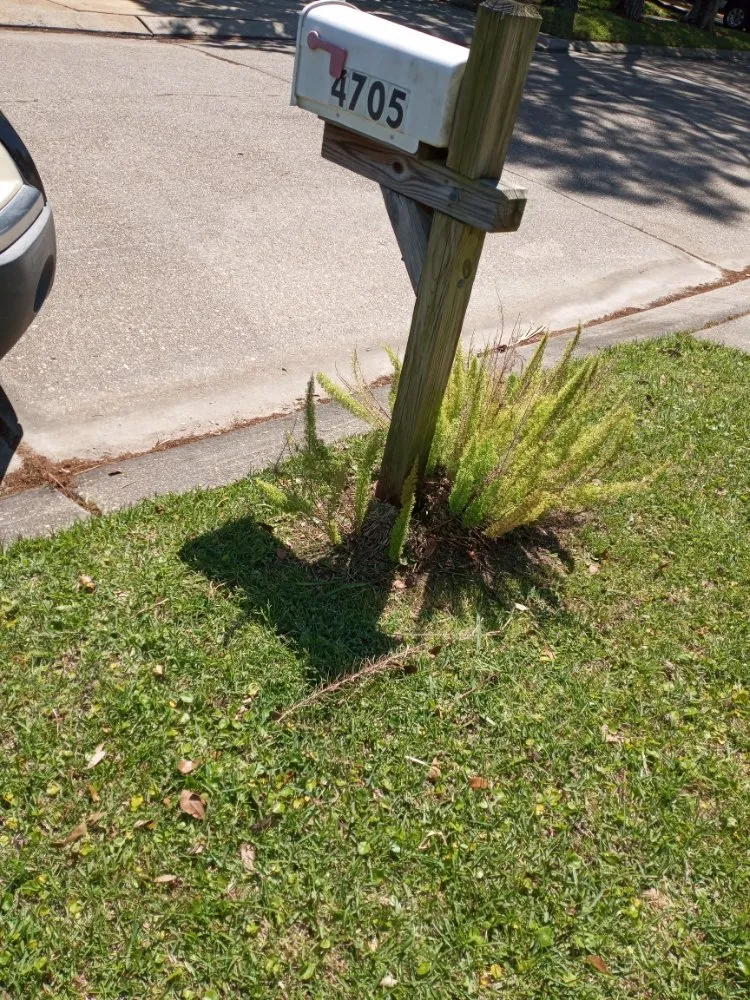 Expert yard cleanup service for residential properties across New Orleans, LA - Papa J's Recovery Lawn Care & Services