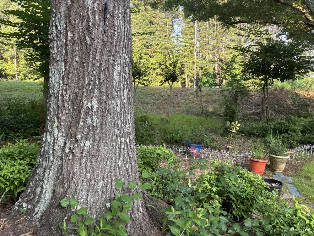 Affordable lawn mowing service in Atlanta, GA by Papa Lawn Care