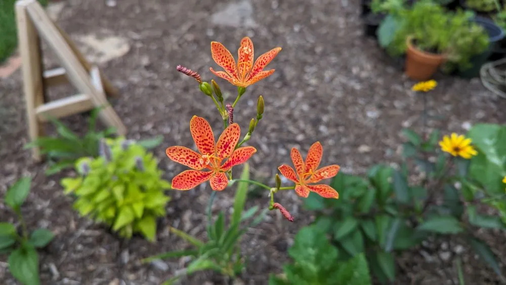 Top-rated outdoor landscaping for residential properties across Reading, MA - Paper Moon Gardens