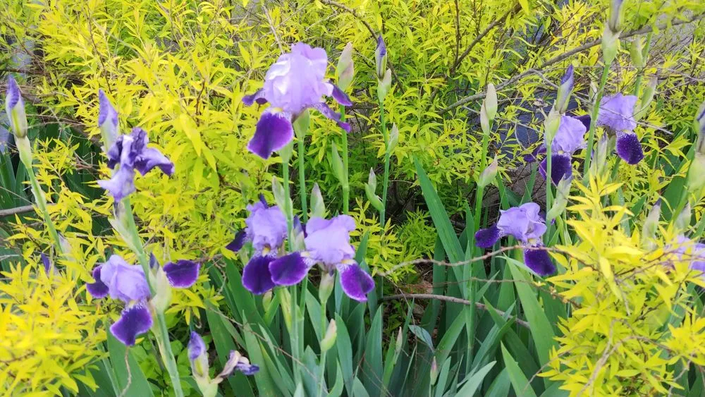 Affordable outdoor landscaping in Reading, MA - Paper Moon Gardens