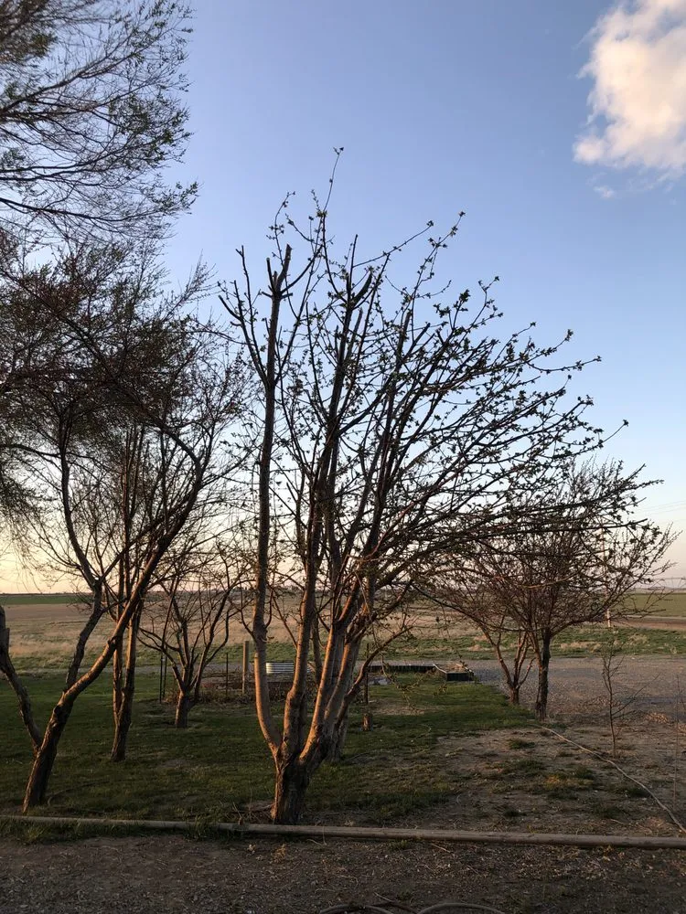 Professional landscaping services in Twin Falls, ID - Papi Jai’s Services