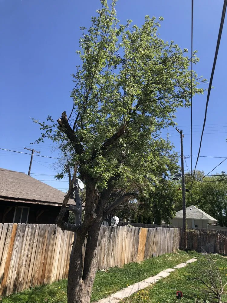 Professional yard cleanup service experts serving Twin Falls, ID - Papi Jai’s Services