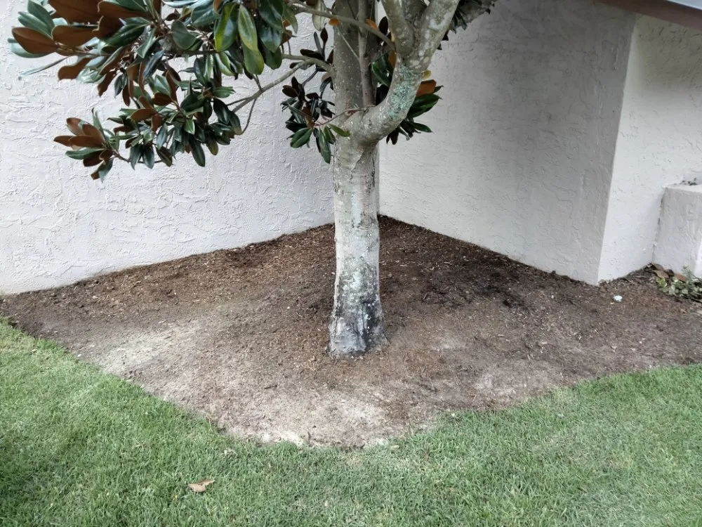 Trusted landscaping services experts serving Lakeland, FL - Papo Esteban land care