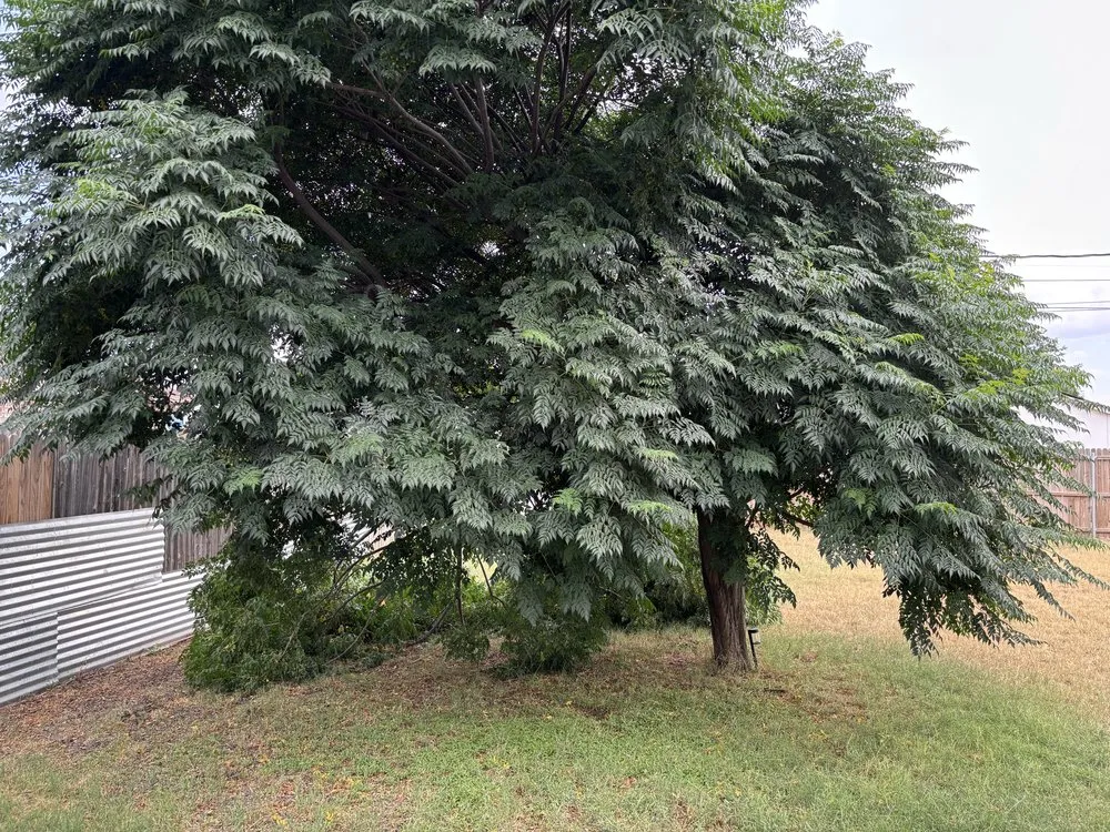 Trusted residential landscaping in Odessa, TX - Par 3 Landscaping & Tree