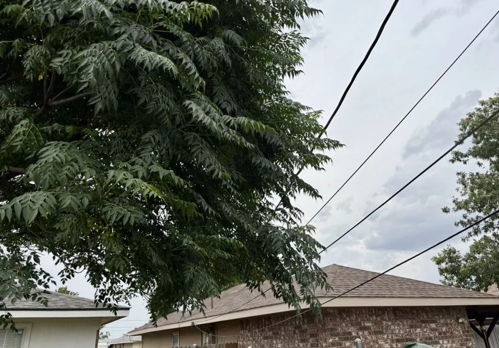 Custom yard cleanup service in Odessa, TX by Par 3 Landscaping & Tree