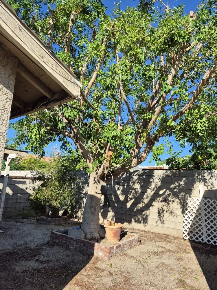 Expert garden landscaping experts serving Desert Hot Springs, CA - Par3 Landscape