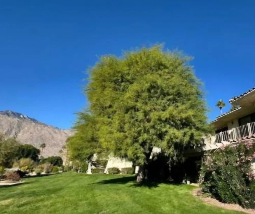 Professional yard maintenance in Desert Hot Springs, CA - Par3 Landscape