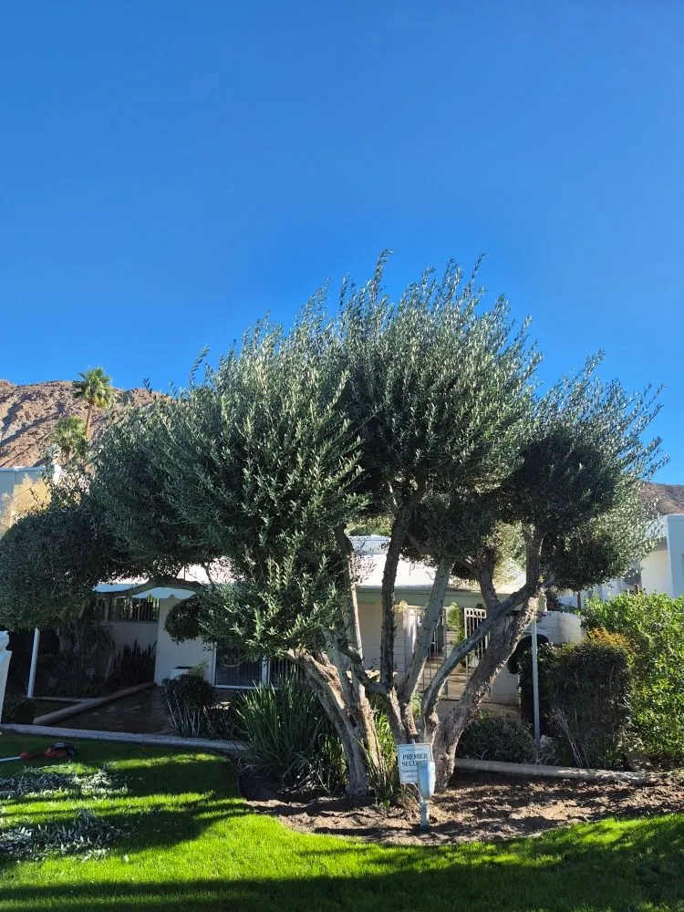 Professional yard maintenance in Desert Hot Springs, CA - Par3 Landscape