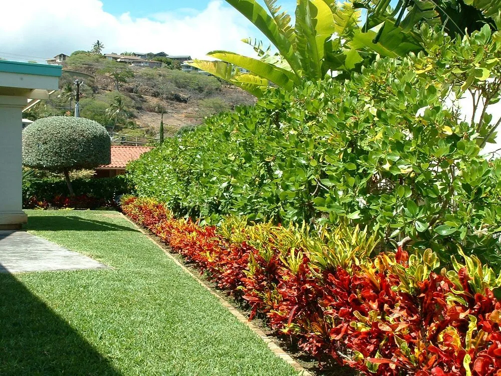 Trusted yard cleanup service in Honolulu, HI by Paradise By Design Landscaping