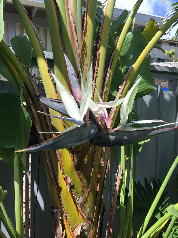 Expert landscape design in Honolulu, HI by Paradise By Design Landscaping