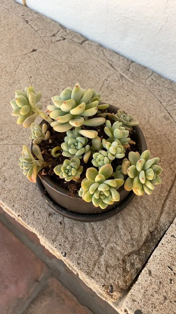 Local lawn mowing service in Santa Barbara, CA - Paradise by Design