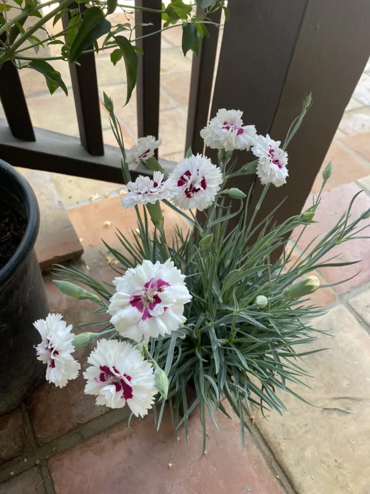 Top-rated landscaping services for outdoor upgrades in Santa Barbara, CA by Paradise by Design