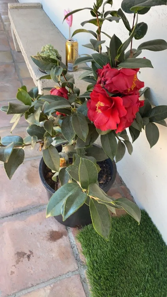 Reliable landscaping services near you across Santa Barbara, CA - Paradise by Design