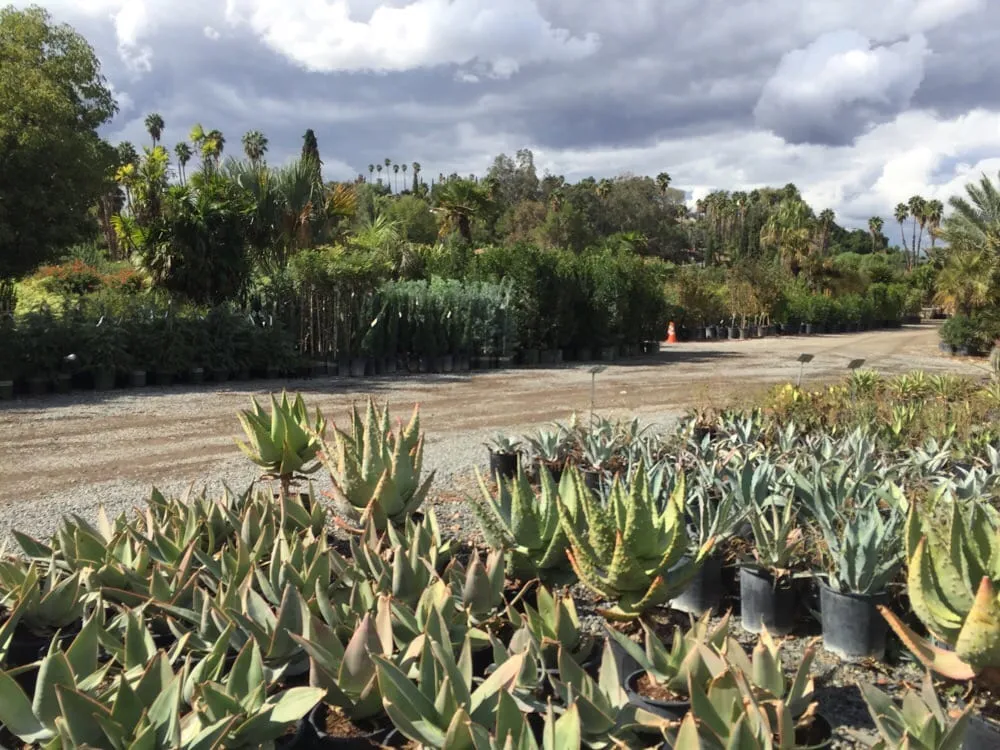 Expert lawn mowing service for beautiful yards across Riverside, CA - Paradise Garden Center