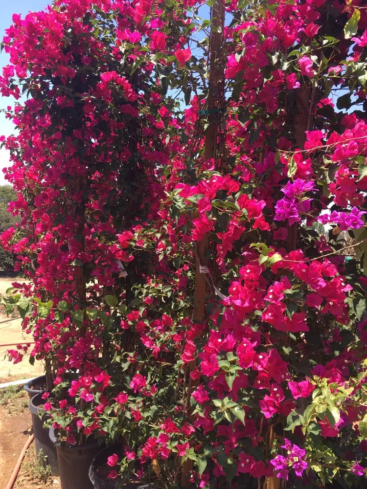 Local outdoor landscaping in Riverside, CA by Paradise Garden Center