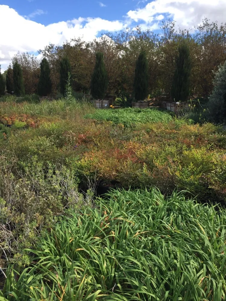 Top-rated lawn mowing service in Riverside, CA - Paradise Garden Center