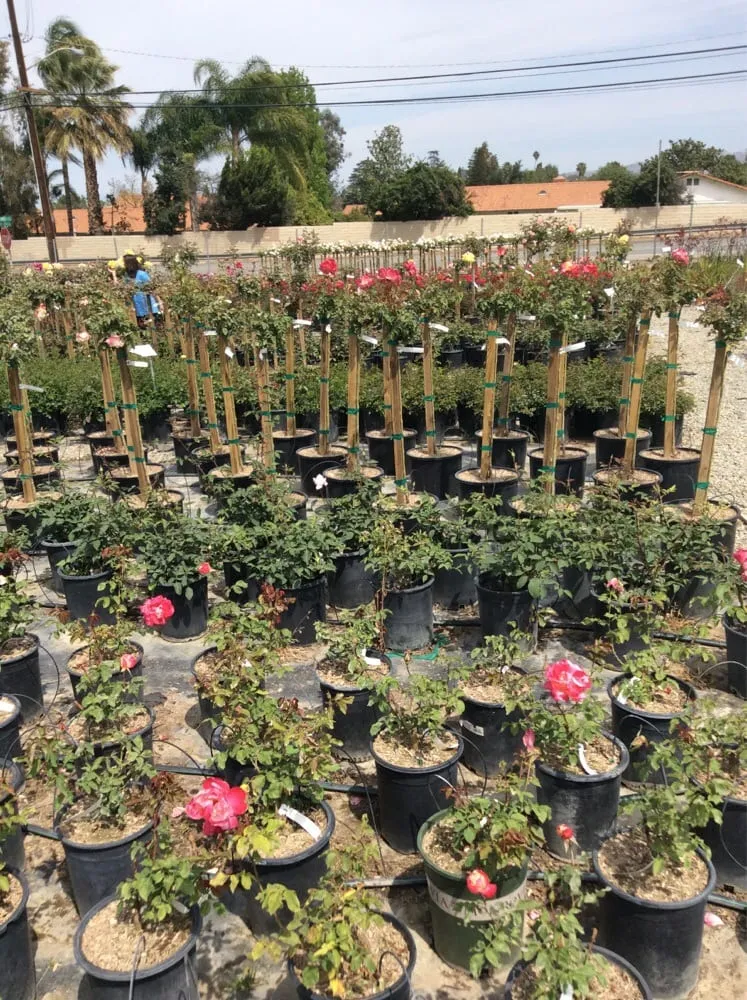 Trusted landscape installation for residential properties in Riverside, CA by Paradise Garden Center