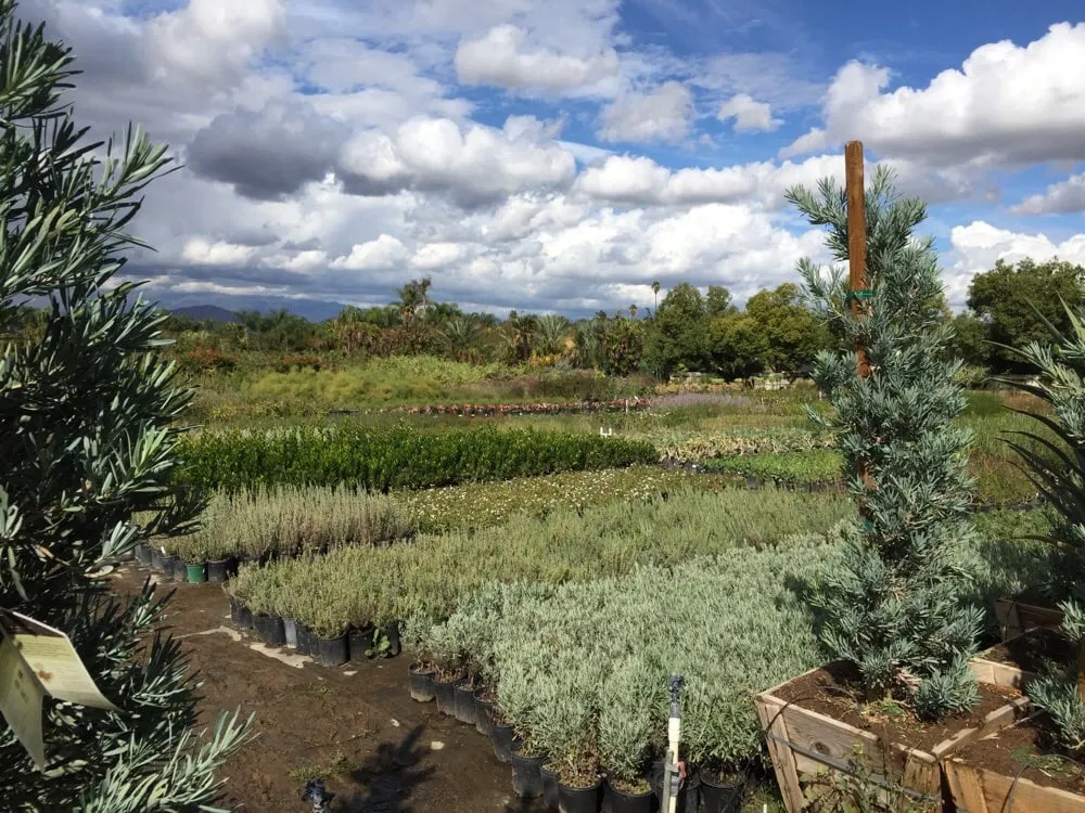 Top-rated outdoor landscaping in Riverside, CA by Paradise Garden Center