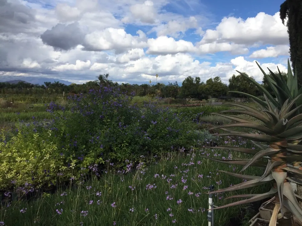 Reliable yard maintenance for homes in Riverside, CA by Paradise Garden Center